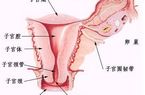 女性生殖系统解剖