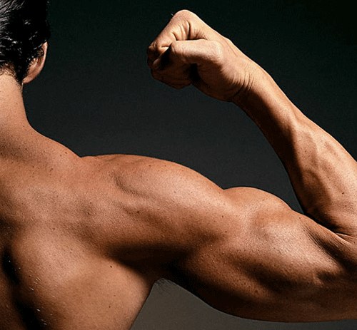 男人肌肉越多寿命越短吗？