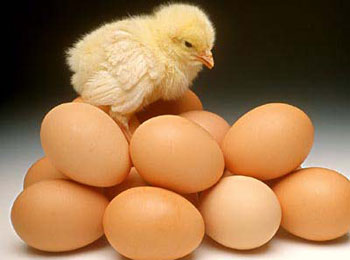 英国专家实验反驳“吃鸡蛋使胆固醇升高”传言