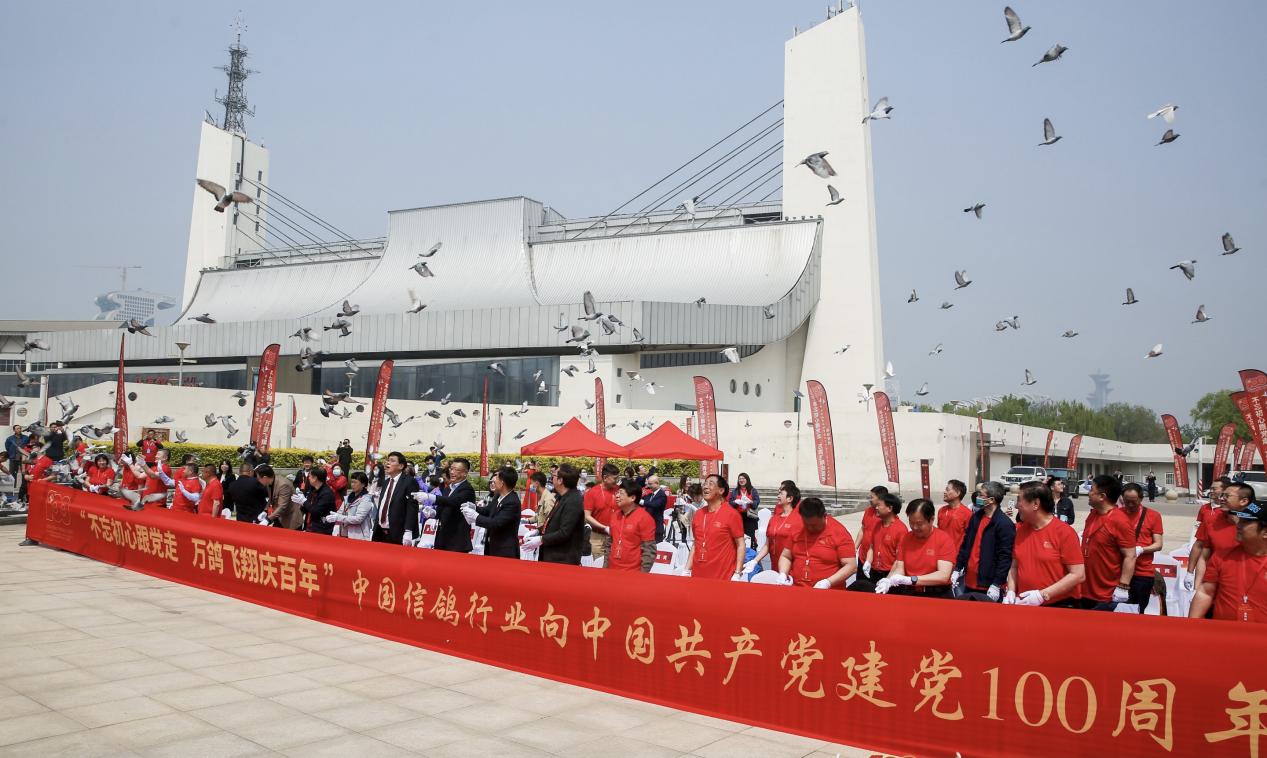 中国信鸽协会将在七条线路进行空中接力赛