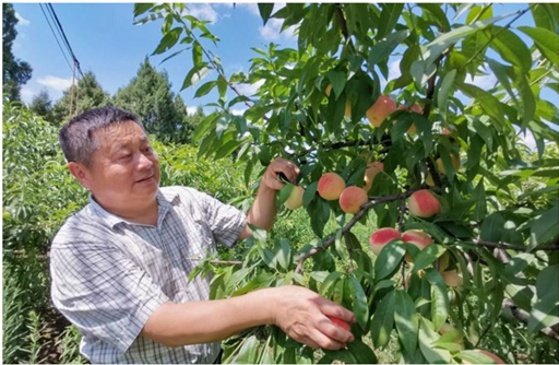 致富农村电视剧_致富农村项目_农村致富经