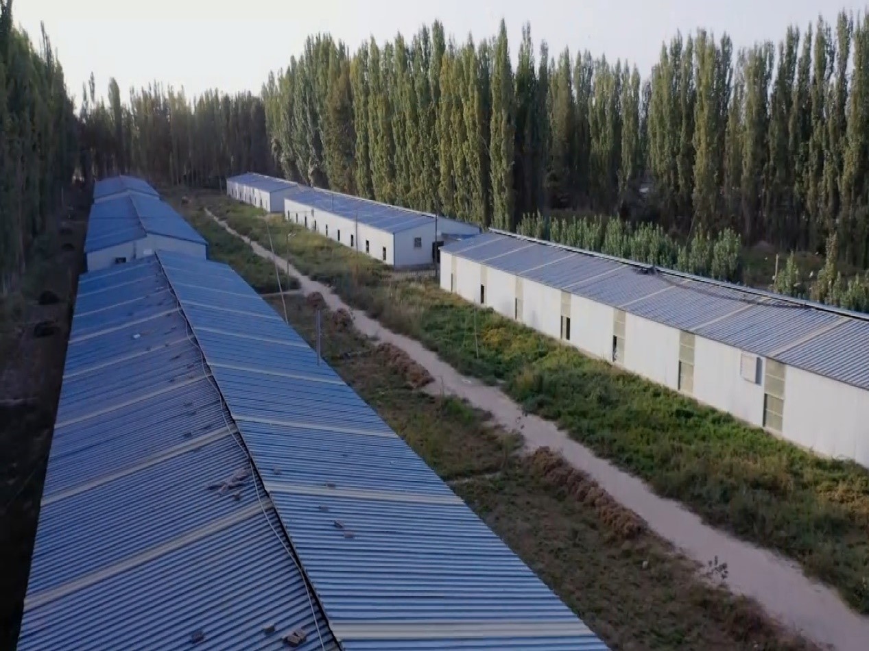 新疆和田市吉亚乡巴什吐格曼村：打造一域产业带动一地发展 “鸽子笼飞出金凤凰”