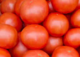 基因改造番茄