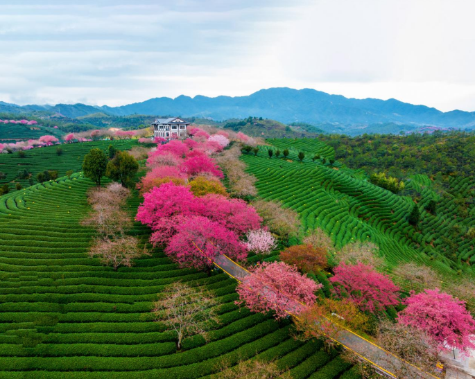 “赏花经济”升温回暖 文旅市场春潮涌动