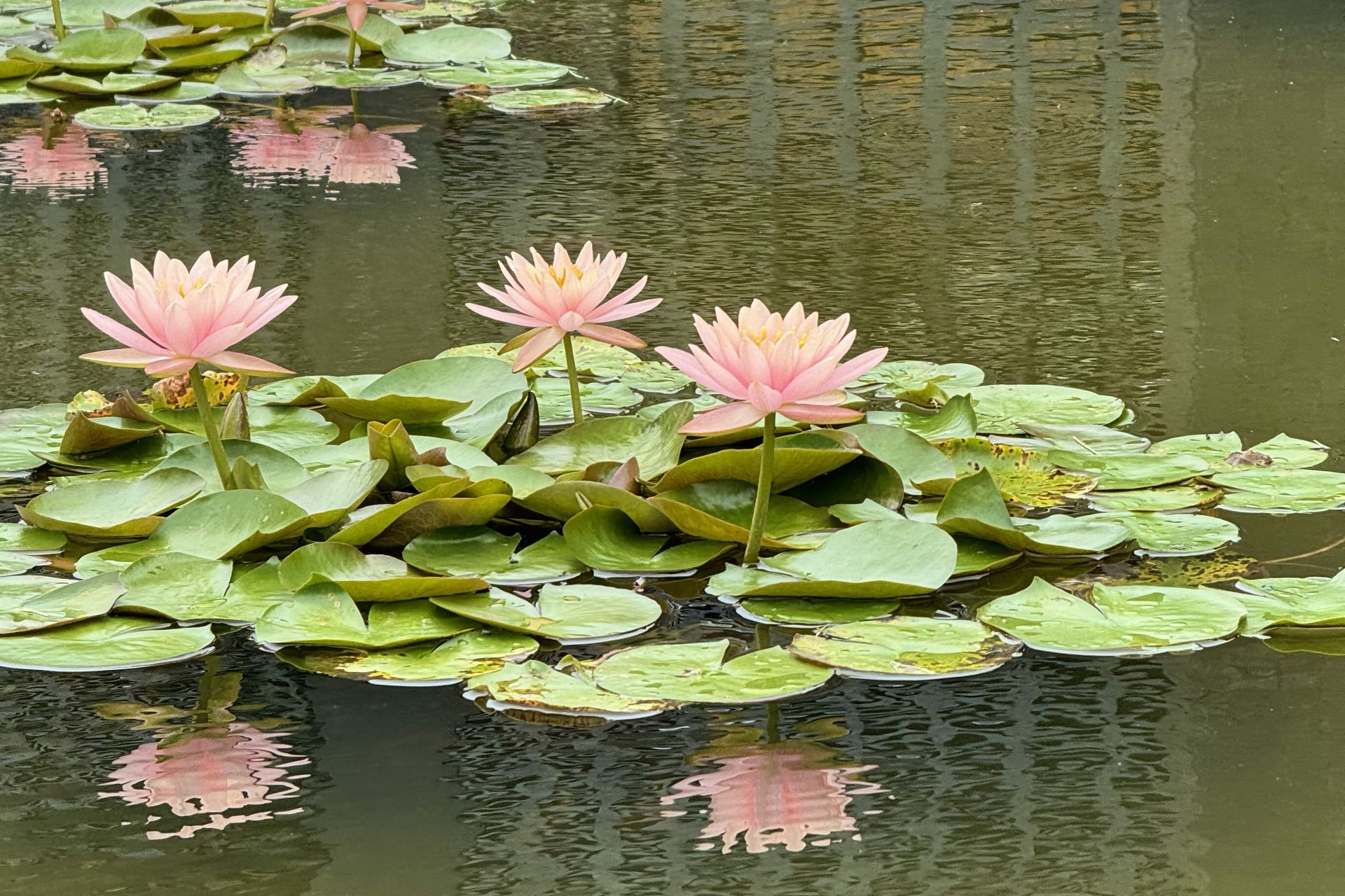 今日小暑：荷风送香气，竹露滴清响