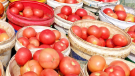 西红柿为啥不甜
