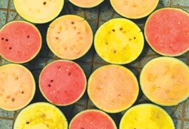 西瓜为何四季甜