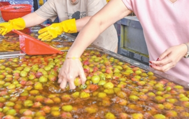 荔枝采摘后为何要泡水
