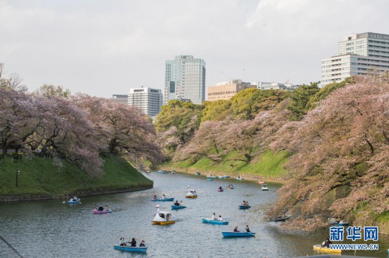 日本东京樱花季接近尾声