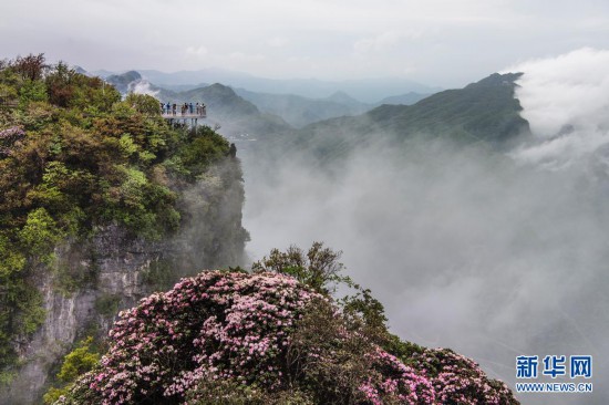 汉中龙头山：云中杜鹃更娇美