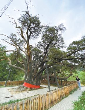 探索古树和生境整体保护模式 北京今年试点建20个古树主题公园