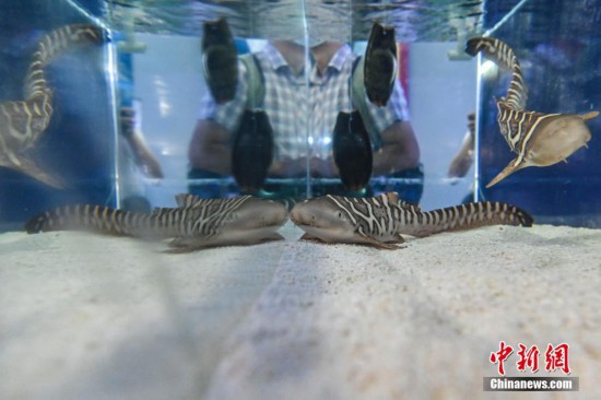 珠海长隆成功繁育濒危物种豹纹鲨