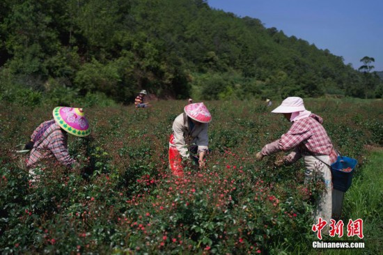 云南峨山：千亩玫瑰助山区农户致富