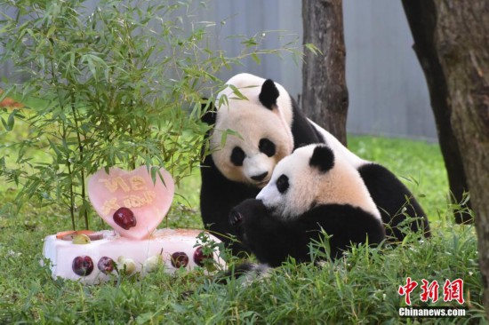 旅美熊猫“小奇迹”庆祝周岁生日