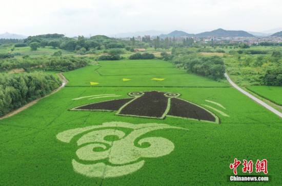 杭州良渚：现代稻田画展现千年古文明