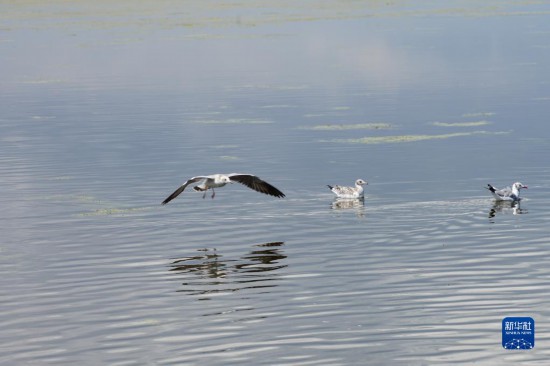青海湖：水鸟竞飞