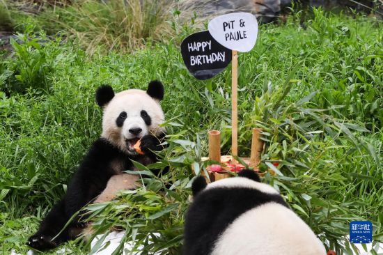 柏林动物园为德国出生大熊猫双胞胎庆祝生日