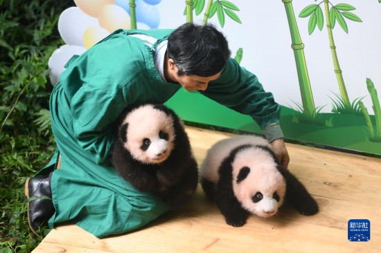 重庆动物园举行大熊猫双胞胎满百天征名活动