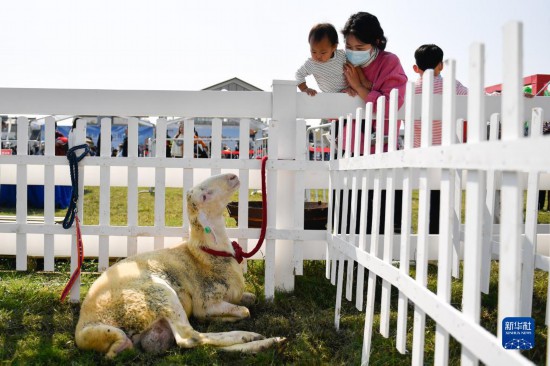 浙江湖州：乡村里的湖羊文化节