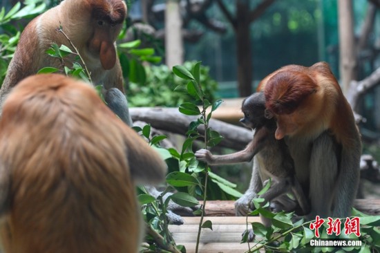 印尼国宝长鼻猴在穗产子 两猴宝公开征名