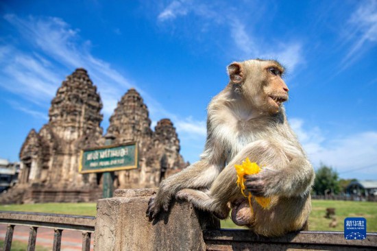泰国华富里：“猴哥”享用自助餐