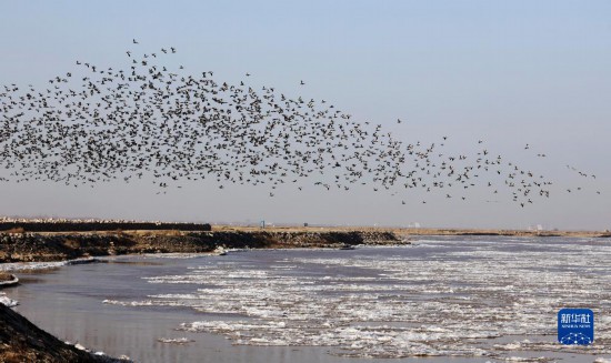 黄河“几”字弯：候鸟成群伴流凌