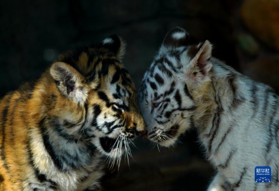 上海野生动物园的“萌”虎“小白”