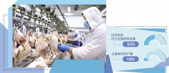 白羽肉鸡新品种产业化提速